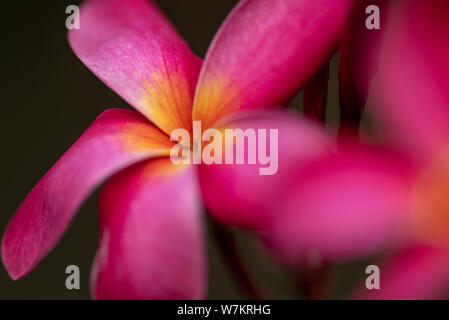 Red flowers of Plumeria rubra plant close-up in natural light. Thailand. Stock Photo