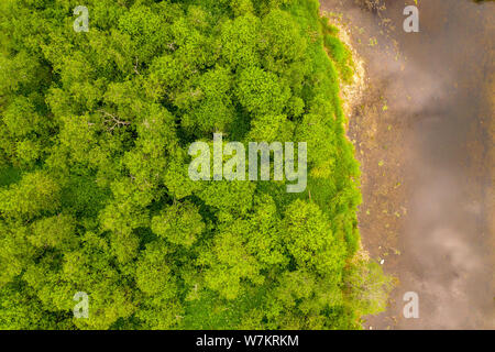 Aerial drone shot of river overgrown with reeds and grass cutting trough forest Stock Photo