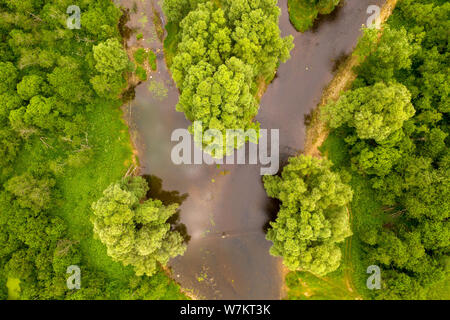 Aerial drone shot of river overgrown with reeds and grass cutting trough forest Stock Photo