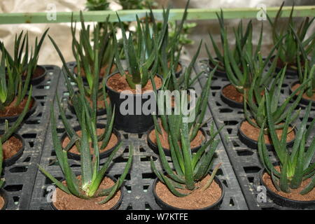 BEAUTIFUL ALOE VERA PLANTS POTTED IN THE NURSERY Stock Photo