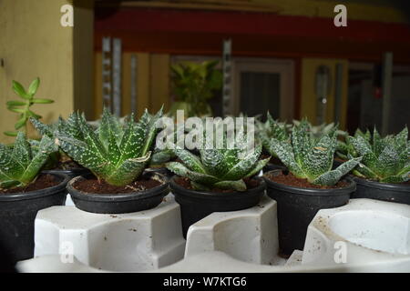 BEAUTIFUL ALOE VERA PLANTS POTTED IN THE NURSERY Stock Photo