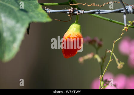 The fruit of the plant Coccinia grandis close-up. Thailand. Stock Photo