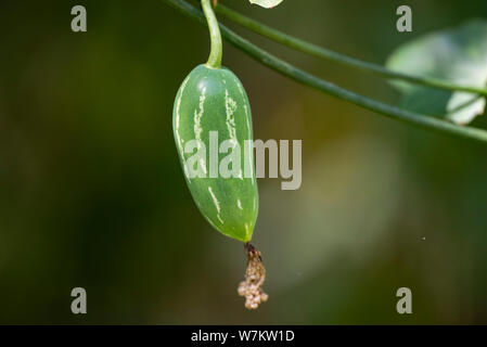 The fruit of the plant Coccinia grandis close-up. Thailand. Stock Photo