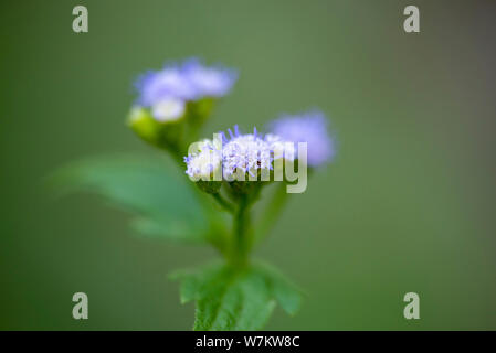 Closeup of small purple flowers of Vernonia plant. Thailand. Stock Photo