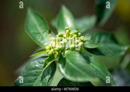 Plant Gynandropsis Gynandra Close up In Natural Light Thailand Stock plant-gynandropsis-gynandra-close-up-in-natural-light-thailand-stock