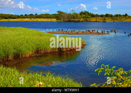 Waterbirds at Holnis-Noor, nature preserve at Holnis, Firth of Flensburg, Schleswig-Holstein, Germany Stock Photo