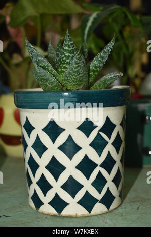 ALOE VERA PLANT WAS PLACED IN A BEAUTIFUL CERAMIC POT Stock Photo