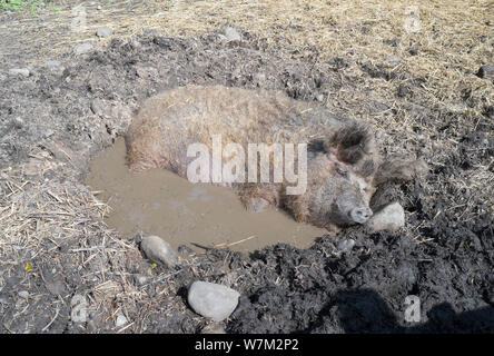 Pig wallowing in a mud bath to keep cool at Beamish Museum, Co. Durham, England, UK Stock Photo