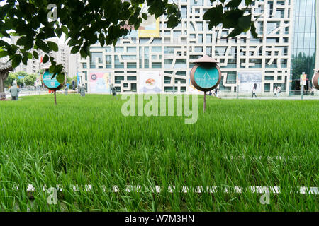 View of a paddy rice field turning green on a square at Himalayas Center in Pudong New Area, Shanghai, China, 31 August 2017.   A paddy field was tran Stock Photo