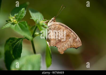 Marigold (Lat. Hyponephele lycaon) - a butterfly on a green leaf close up. Thailand. Stock Photo