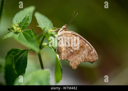 Marigold (Lat. Hyponephele lycaon) - a butterfly on a green leaf close up. Thailand. Stock Photo