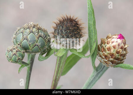 From left to right: Greater Knapwed (Centaurea scabiosa), Wig Knapweed (Centaurea phrygia),  and far right Brown-rayed Knapweed (Centaurea jacea) Stock Photo