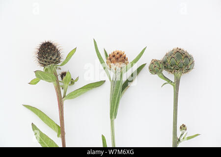 From left to right: Wig Knapweed (Centaurea phrygia), Brown-rayed Knapweed (Centaurea jacea) and far right Greater Knapwed (Centaurea scabiosa) Stock Photo