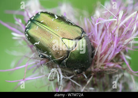 Protaetia cuprea, known as the copper chafer, feeding on field thistle in Finland Stock Photo
