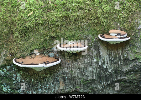 Ganoderma applanatum, known as the artist's bracket, artist's conk or bear bread, a bracket fungus from Finland Stock Photo