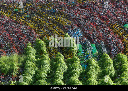 Abandoned bicycles of Mobike (orange), ofo (yellow), Xiaoming Danche, or Xiaoming Bike (blue), and other Chinese bike-sharing services covered by plan Stock Photo