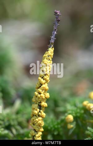 Physarum virescens, bright yellow slime mold from Finland Stock Photo