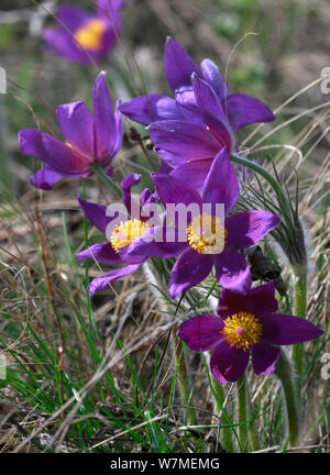 Eastern pasqueflower / Prairie smoke / Prairie crocus / Cutleaf anemone (Pulsatilla patens) in flower, Orenburgsky State Nature Reserve, Zapovednik, Orenburg Steppe Region, Russia at the border with Kazakhstan, May. Stock Photo