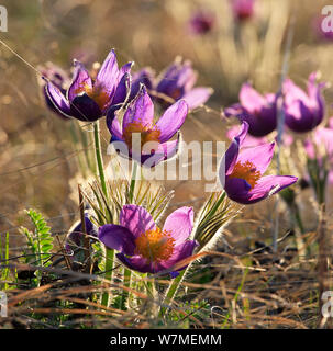 Eastern pasqueflower / Prairie smoke / Prairie crocus / Cutleaf anemone (Pulsatilla patens) in flower, Orenburgsky State Nature Reserve, Zapovednik, Orenburg Steppe Region, Russia at the border with Kazakhstan, May. Stock Photo