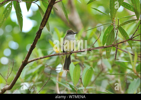 Short-crested flycatcher (Myiarchus ferox) in mountainous Atlantic Rainforest of Serra Bonita Natural Private Heritage Reserve, Camacan, Southern Bahia State, Eastern Brazil. Stock Photo