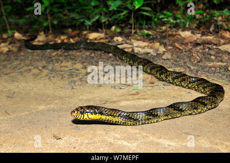 Caninana / Black and yellow rat snake (Spilotes pullatus) on ground, Tableland Atlantic Rainforest of Vale Natural Reserve, municipality of Linhares, Esparito Santo State, Eastern Brazil. Stock Photo