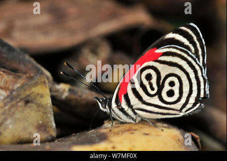 Cramers eighty-eight butterfly (Diaethria clymena) resting with wings folded, Brazil. Stock Photo