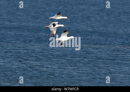 Lesser snow goose (Chen caerulescens) small flock in flight over water, East Chevington, Druridge Bay, Northumberland, UK. September Stock Photo