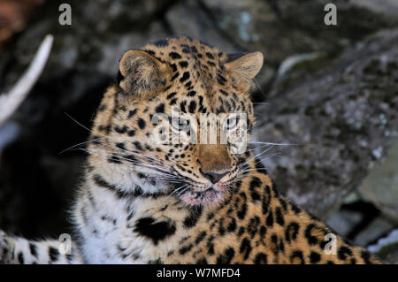Wild female Amur leopard (Panthera pardus orientalis), Kedrovaya Pad reserve, Primorsky Krai, Far East Russia, January. Critically endangered species Stock Photo