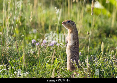 Spotted souslik / Speckled ground squirrel (Spermophilus suslicus) standing alert, Bulgaria, May Stock Photo
