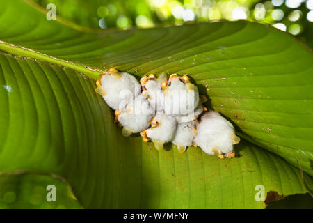 Honduran white tent bats (Ectophylla alba) sleeping under Heliconia leaf, Braulio Carillo National Park, Costa Rica Stock Photo