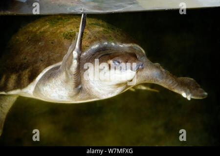 Pig-nosed Turtle (Carettochelys insculpta) swimming, captive, from Indonesia, Australia and Papua New Guinea, vulnerable species Stock Photo
