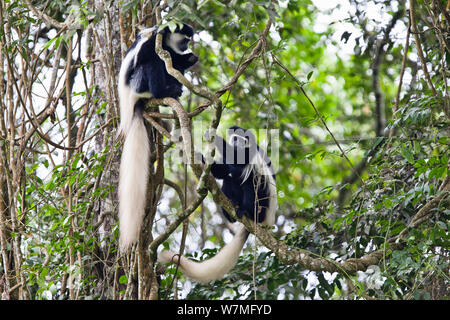 Black and White Colobus monkeys (Colobus guereza) Arusha National Park, Tanzania, East Africa Stock Photo