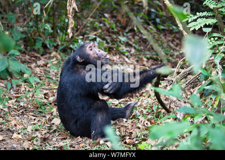 Chimpanzee (Pan troglodytes) male calling, Mahale Mountains National Park, Tanzania, East Africa Stock Photo