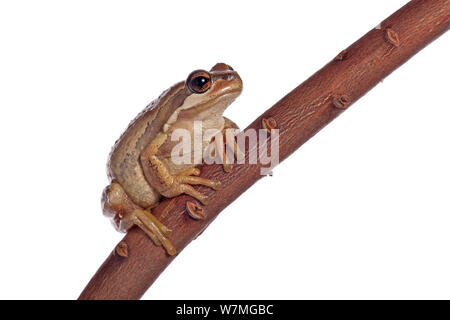 Ewings / Southern brown tree frog (Litoria ewingi)  in a backyard garden, Stawell, Victoria, Australia, February. meetyourneighbours.net project Stock Photo