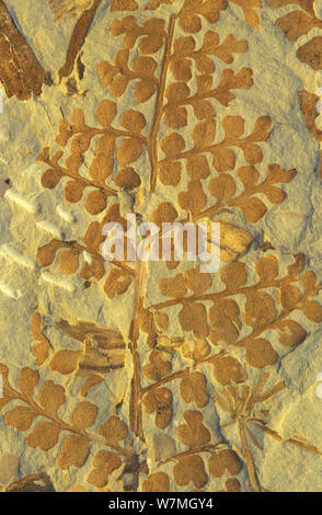 Fossil of the seed fern (Eusphenopteris striata) from the Pennsylvanian period of the Carboniferous era. Stock Photo