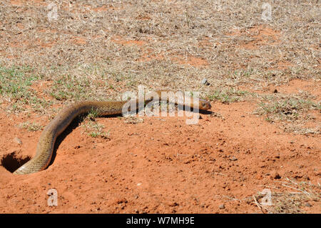 Cape Cobra (Naja nivea) female snake emerging from burrow. The snake often lives in abandoned mammal nests. deHoop Nature Reserve, Western Cape, South Africa. Stock Photo
