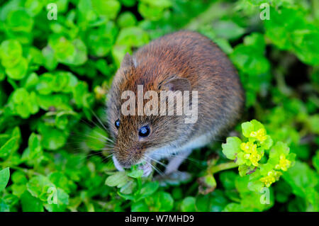 Harvest mouse (Micromys minutes soricinus) feeding, captive, UK, April Stock Photo