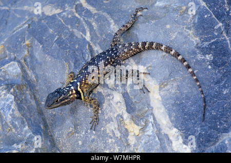 Crevice Spiny Lizard (Sceloporus poinsettii). Miquihuana, northeast Mexico, October. Stock Photo