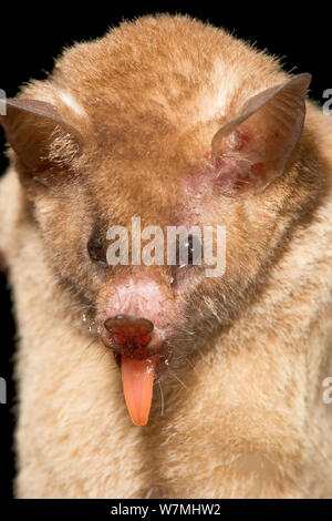 Pallas's Long-tongued Bat (Glossophaga soricina). Maria Madre Island, Islas Marias Biosphere Reserve, Sea of Cortez (Gulf of California), Mexico, June. Stock Photo