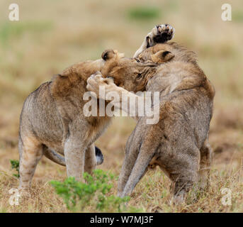 African Lion (Panthera leo) two young males play fighting, Etosha National Park, Namibia Stock Photo