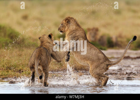 African Lion (Panthera leo) two young males play fighting in waterhole, Etosha National Park, Namibia