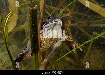 Common Frog (Rana temporaria) in garden pond. Surrey, England, March. Stock Photo