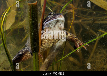 Common Frog (Rana temporaria) in garden pond. Surrey, England, March. Stock Photo