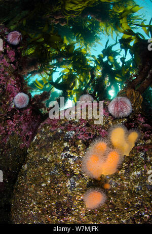 Soft coral Dead man's fingers (Alcyonium digitatum) and Common sea urchins (Echinus esculentus) on boulders beneath a canopy of kelp, Rosehearty, Aberdeen, Scotland, UK, Moray Firth, North Sea, May Stock Photo