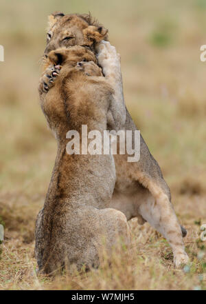 African lion (Panthera leo) two young males playfighting, Etosha National Park, Namibia