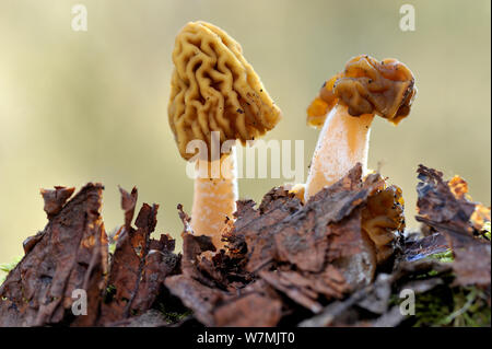 Half free morel fungus (Mitrophora semilibera)  close up, Lorraine, France, March. Stock Photo