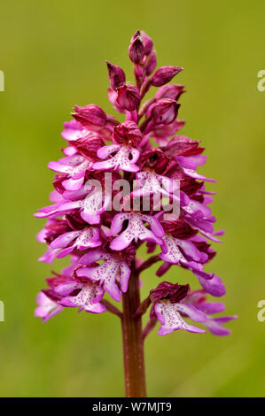 Hybrid orchid species between Military orchid (Orchis militaris) and Lady orchid (Orchis purpurea) Arnaville, Lorraine, France, May. Stock Photo