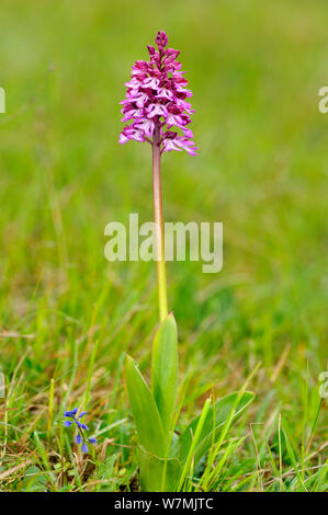 Hybrid orchid cross between Military orchid (Orchis militaris) and Lady orchid (Orchis purpurea) Arnaville, Lorraine, France, May. Stock Photo