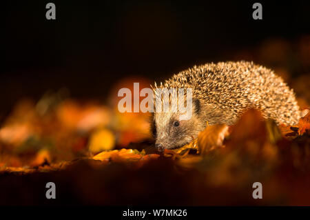 Hedgehog (Erinaceus europaeus) amongst leaves in low sunlight. Leicestershire, UK, November. Stock Photo