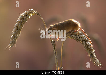 Harvest Mouse (Micromys minutus) climbing on ears of wheat. Captive. Leicestershire, UK, September. Stock Photo
